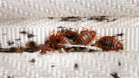 can bed bugs live in books? A closer look at the potential hiding spots of these tiny pests