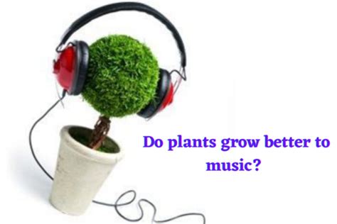 Do Plants Grow Better with Music? And Other Related Discussions